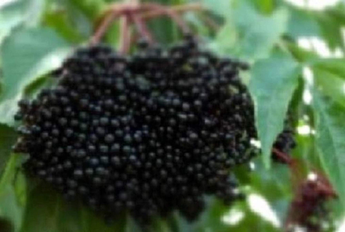 One Live Rooted Plant of Elderberry, Sambucus nigra, Sent Bare Root