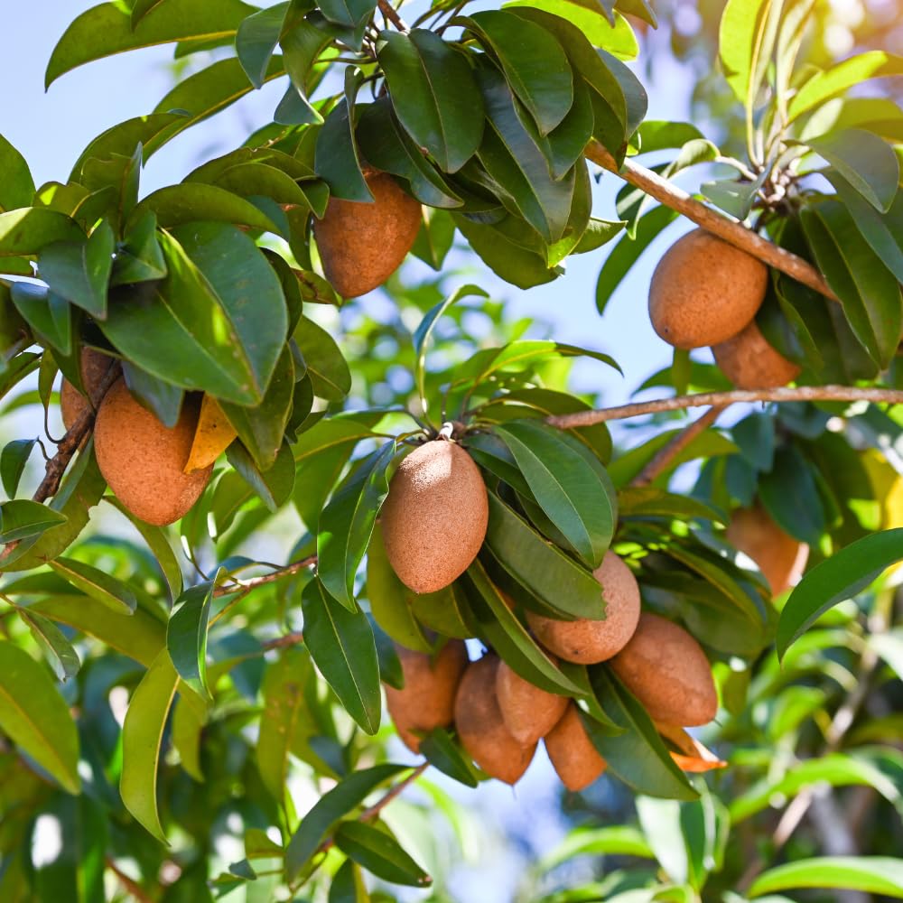 Sapodilla Tree, Sweet Tropical Sapote Fruit Tree Live Plant, 2-3' Tall in 3 Gallon Pot for Planting, No Ship to CA