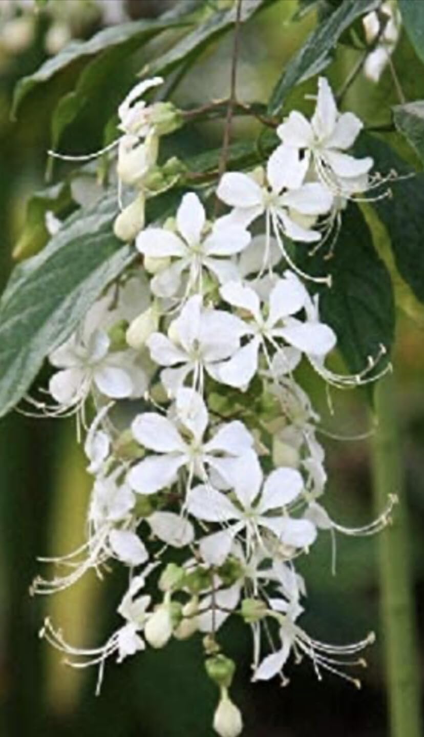 Live Plant - 4" Pot Clerodendrum WallichiiBridal Veil Plant