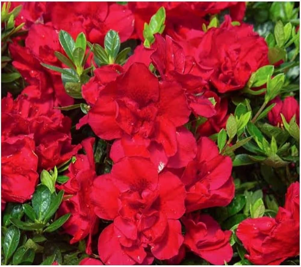 Dwarf Autumn Fire Encore Azalea – Compact Reblooming Shrub with Bright Red Flowers for Borders, Containers & Landscapes (3 Gallon/Potted/Single Plant)