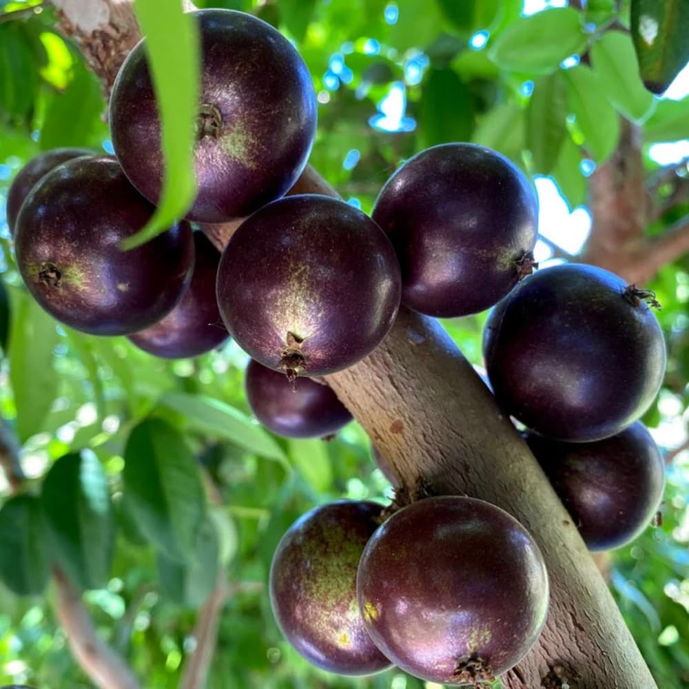 Jaboticaba Fruit Tree Live Plant, Large Size 1 Feet Tall, Jabuticaba Plant Live Great for Home Garden