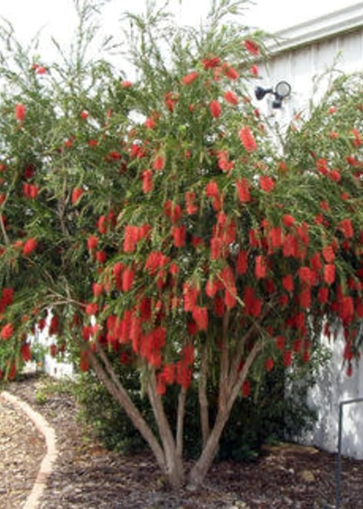 Live Plant - Red Cluster Bottlebrush Callistemon Citrinus-Small Rooted Starter Plant