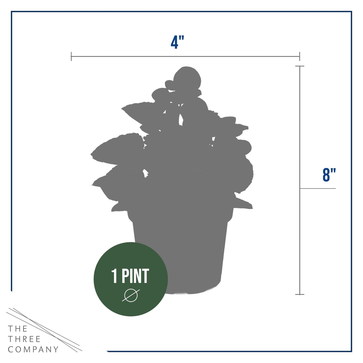 Live Begonia - Dark Leaf Cocktail Red (4 Per Pack), Beautiful Shade Annual, Ships 8" Tall by 4" Wide in 1 Pt Pot