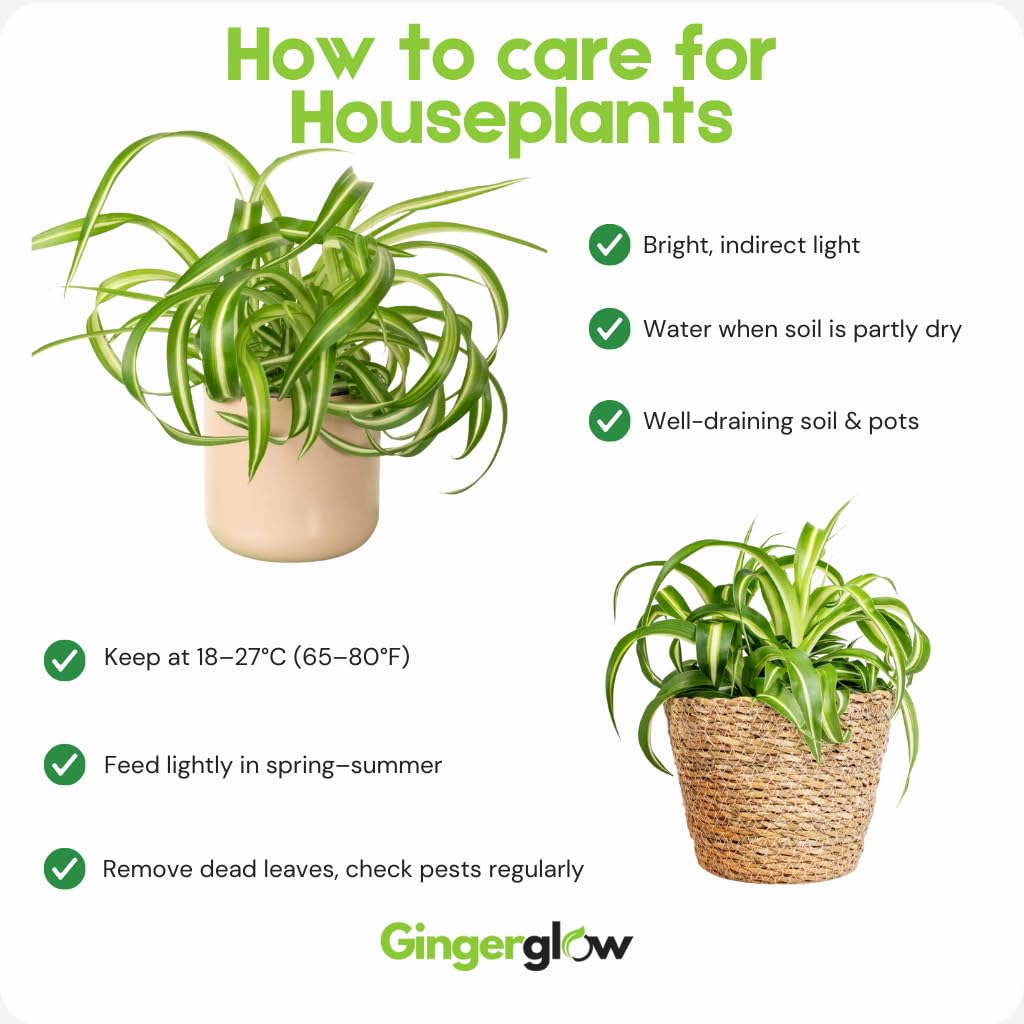 2 Curly Spider Plant Live in 4 Inch Pot, Live Spider Plants Indoor, Air-Purifying, Low Maintenance, Perfect for Home and Office Décor, Easy Care Starter Plants