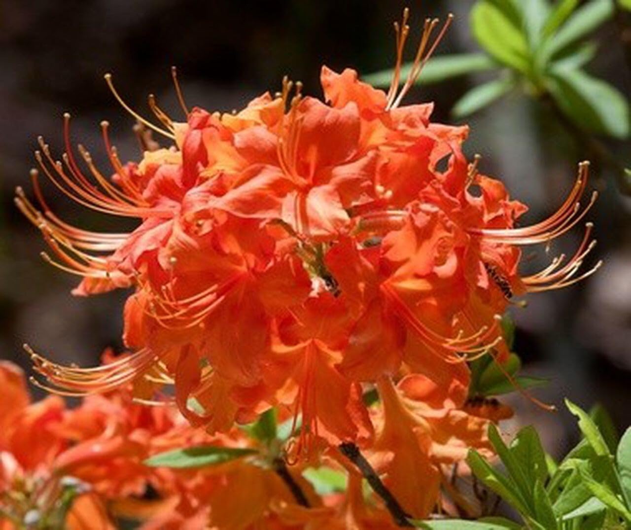 Live Plant - Tom Dodd Jraromi Azalea Rhododendron Deciduous Small Starter Plant
