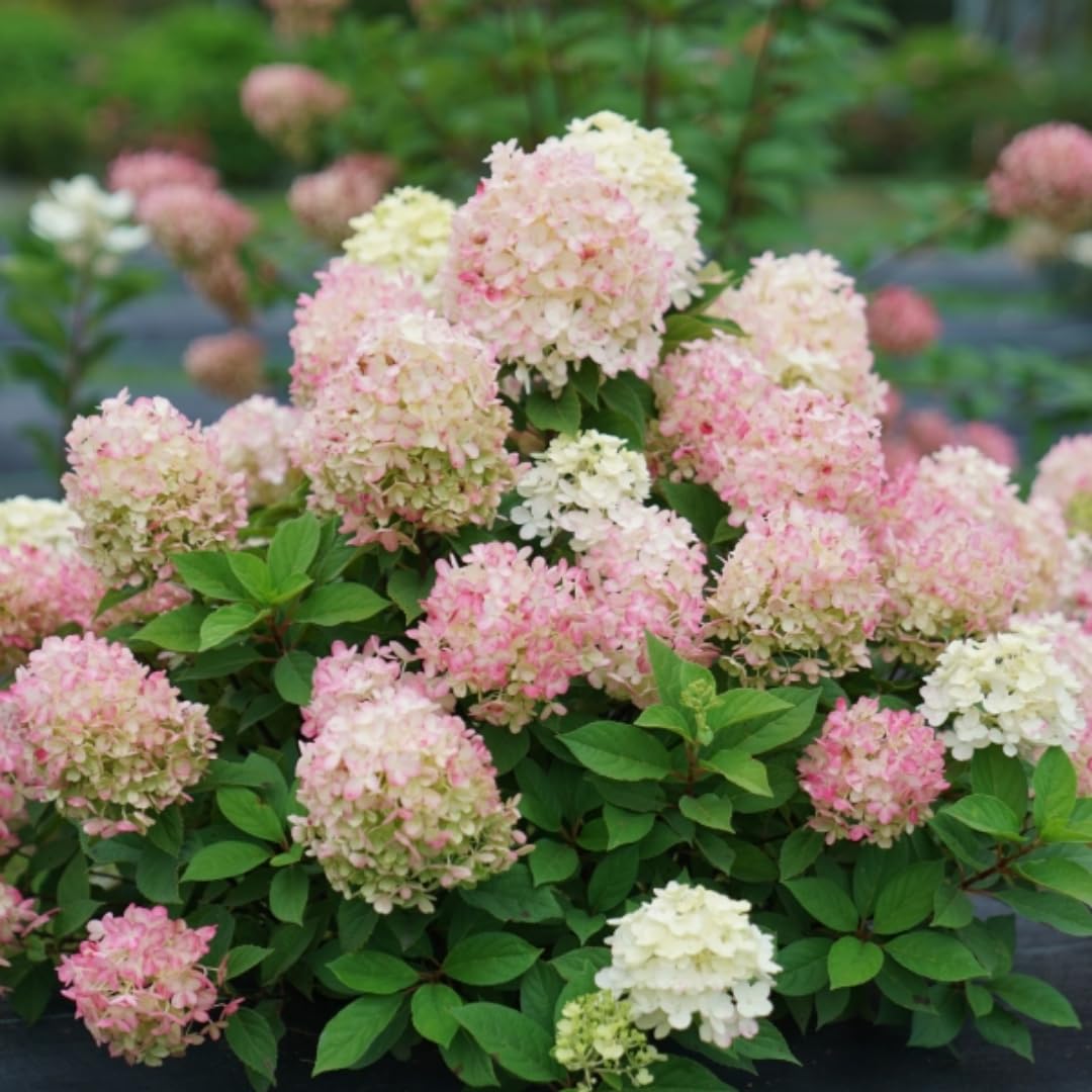 Hydrangea Plant Live, Hydrangea Tree Live Plant for Planting, 5 to 7 Inc Tall, Pink White Flowers