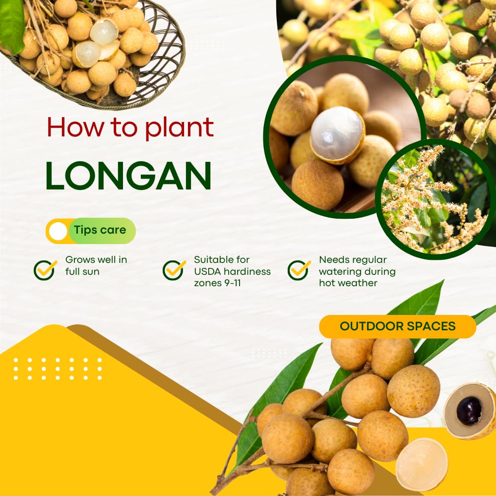 Live Longan Tree, Longan Fruit Plant in 4" Pot, Hardy and Sweet Tropical Fruit Tree, 6 to 8 Inches Height