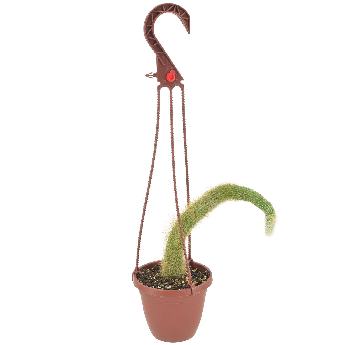 Arcadia Garden Products Live Monkey Tail Cactus Indoor Houseplant in Plastic Hanging Basket, Cleistocactus Colademononis Blooming Succulent Plant Gift for Home and Garden Decor, 4-inch