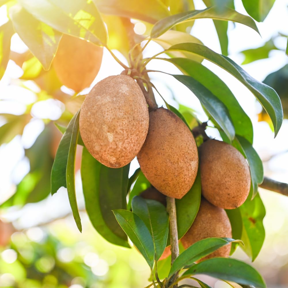 Sapodilla Tree Live Plant 2 to 3 Feet, in 3 Gallon Pot, Sapodilla Plant Live, No Shipping to CA