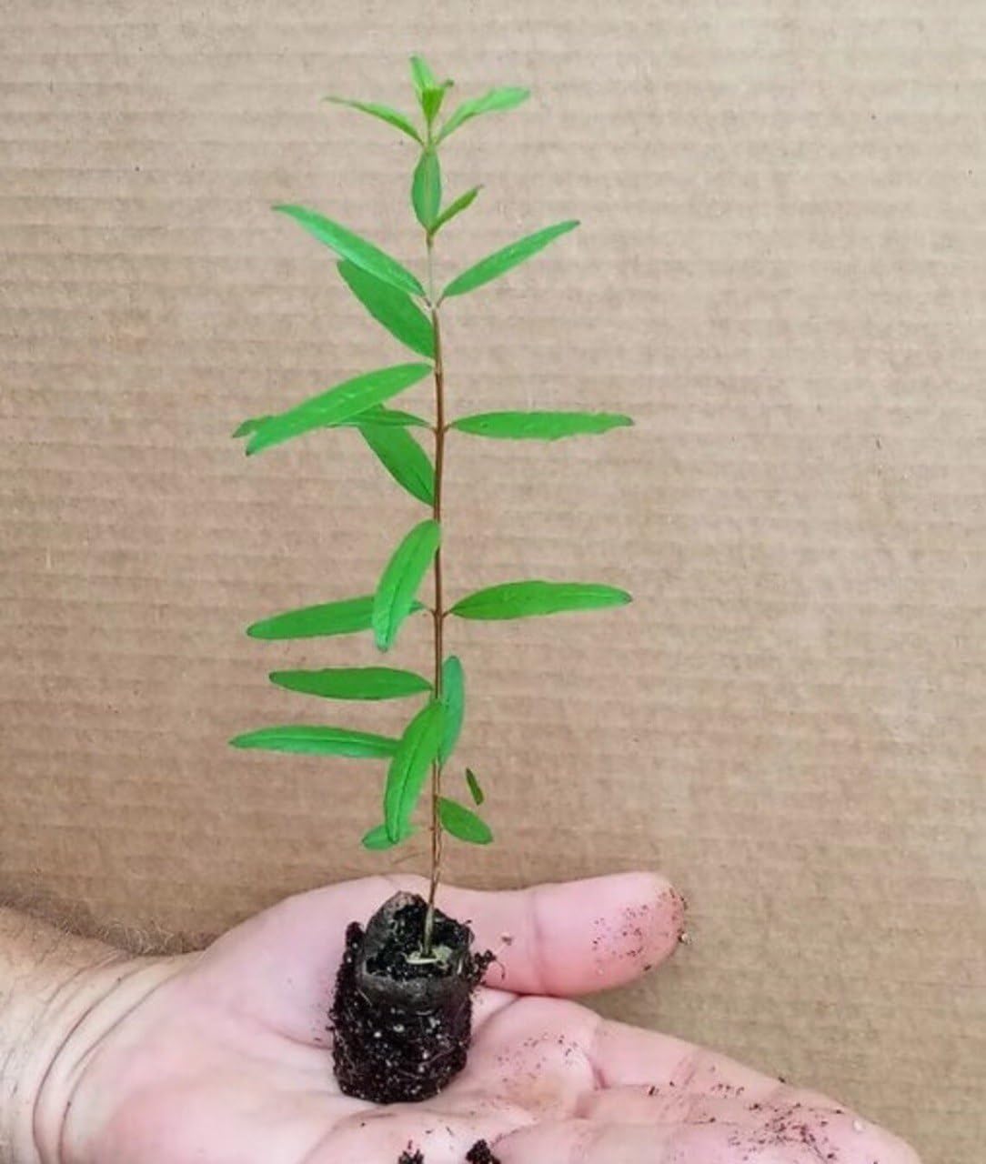 2 Parfianka Pomegranate Live Starter Plants – 4-8 Inches Tall – Punica granatum – Sweet-Tart Red Fruit – Cold Hardy, Self-Fruitful