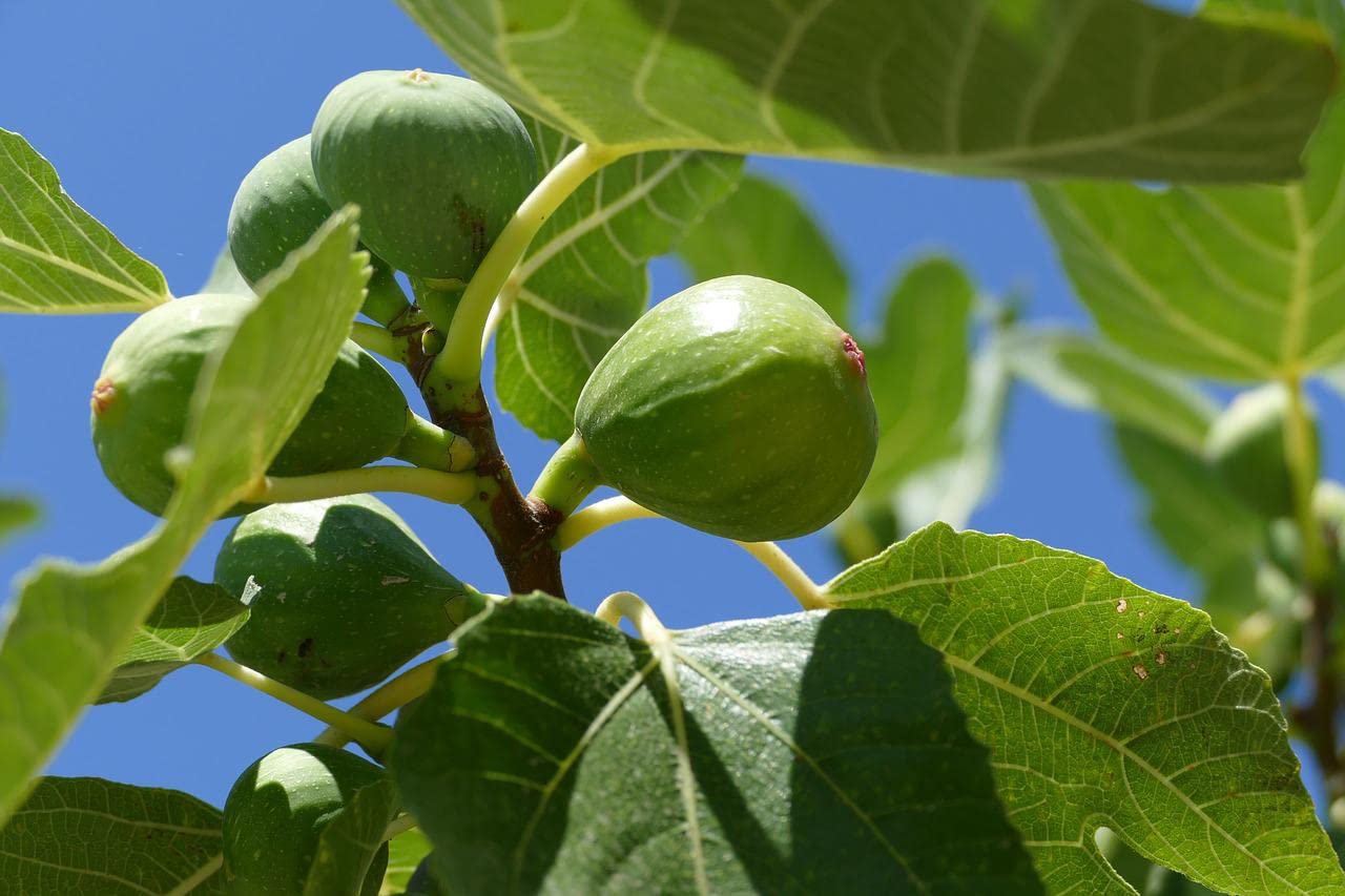 Greenwood Nursery: Live Trees - Fignomenal Dwarf Fig Tree + Ficus carica - [Qty: 2X 3.5 Pots] - (Click for Other Available Plants/Quantities)