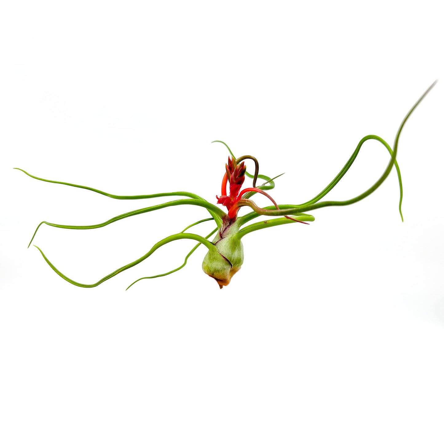 ragnaroc Air Plants - Flowering Tillandsia Bulbosa Belize, Giant 7-9" - 2ct - Live Arrival Guaranteed - House Plants for Home Decor & Gift