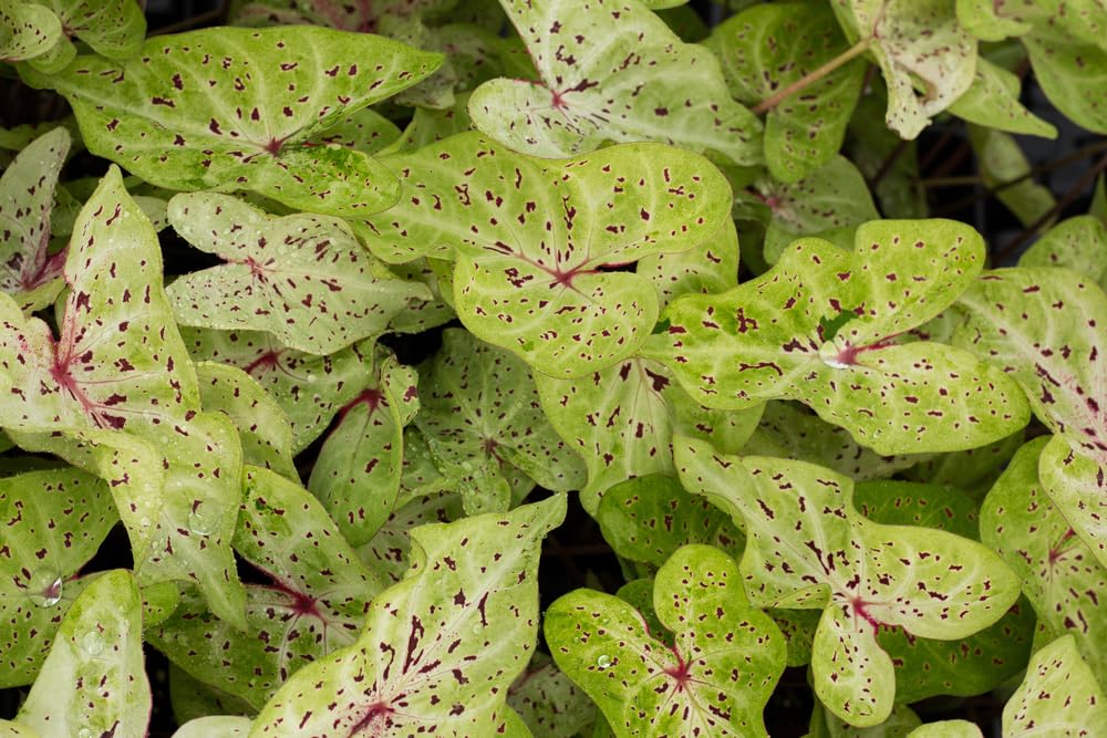 Miss Muffet Caladium Bulbs- Beautiful Chartreuse Leaves and Red Spots - Perennial Hosta, Elephant Ears, Fancy (12 Bulbs)