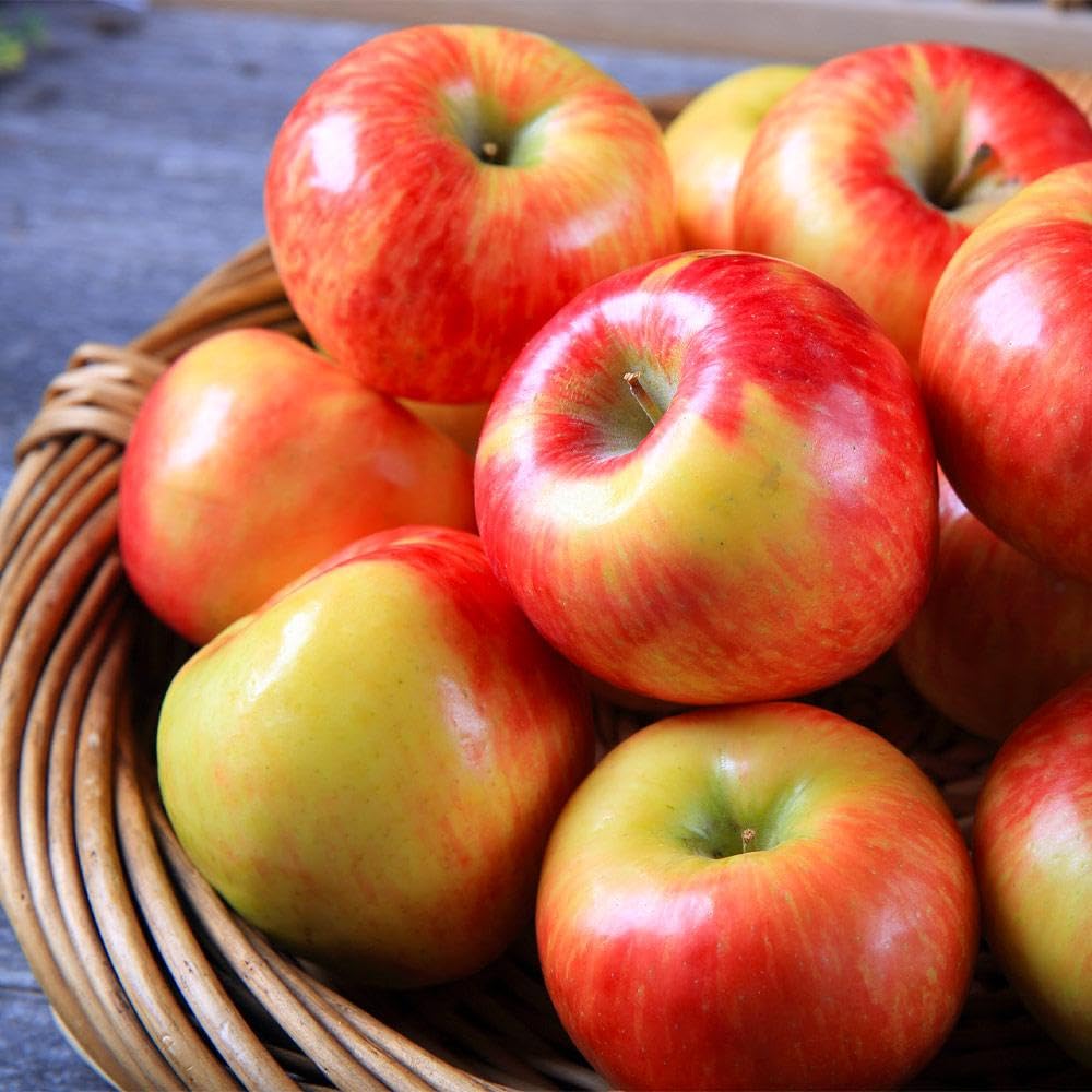 Brighter Blooms - Honeycrisp™ Apple Tree, 4-5 ft. - No Shipping to AK, AZ, CA, HI, ID, OR, WA