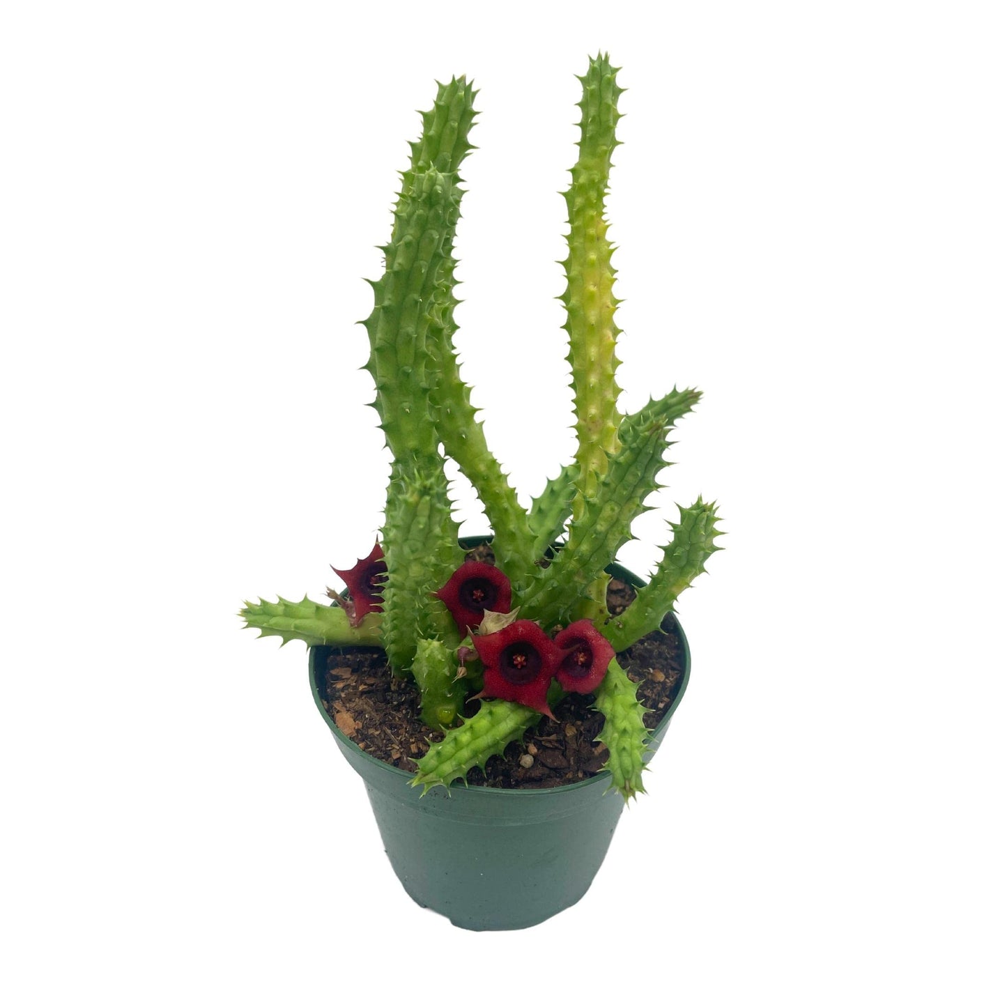 BubbleBlooms Huernia Red Dragon Stapelia Cactus/Huernia penzigii, in 4 inch Pot
