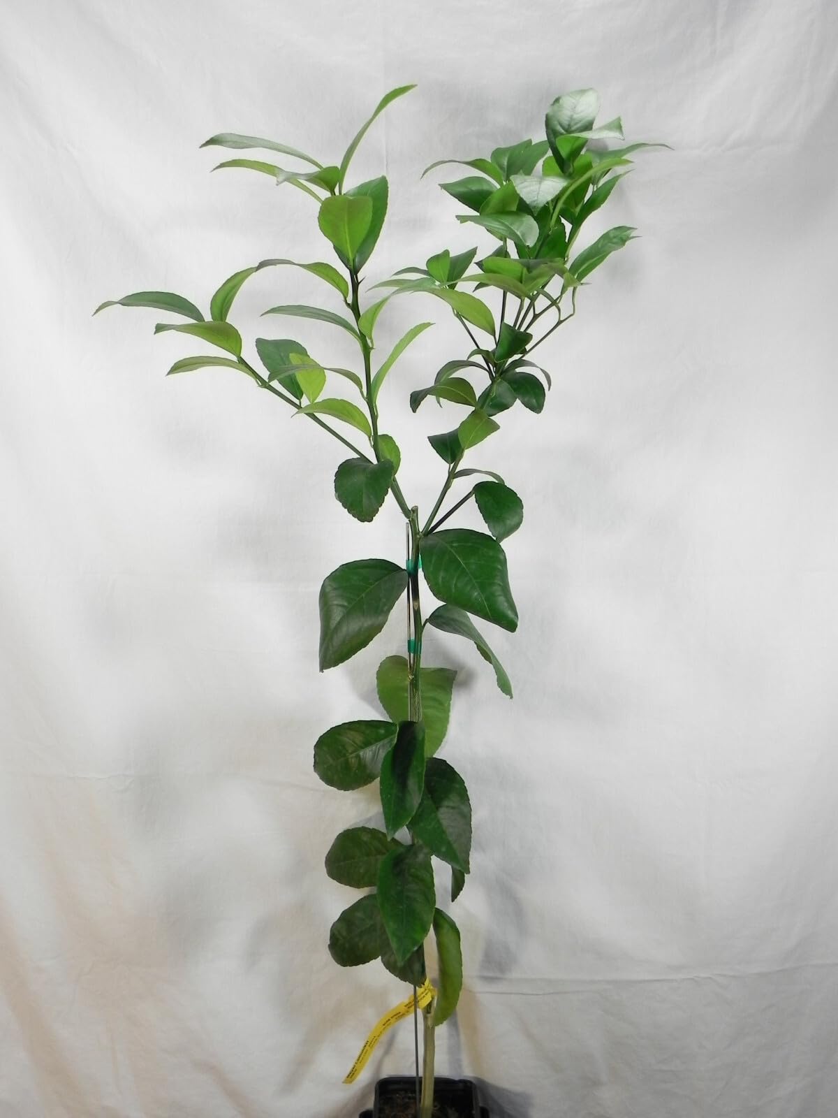 Live Plant - Pink Variegated Eureka Lemon Tree - Semi-Dwarf - 18-24" Tall - Live Citrus Plant