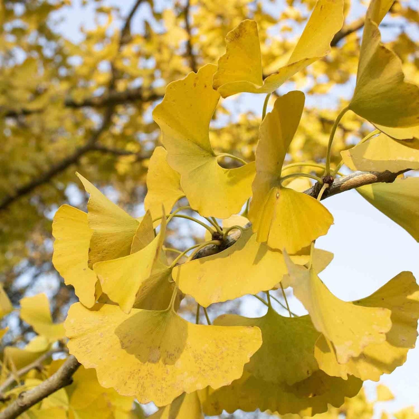 Live Plant - Ginkgo Biloba Tree (Maidenhair) - Live Plant - (2.5 Qt)