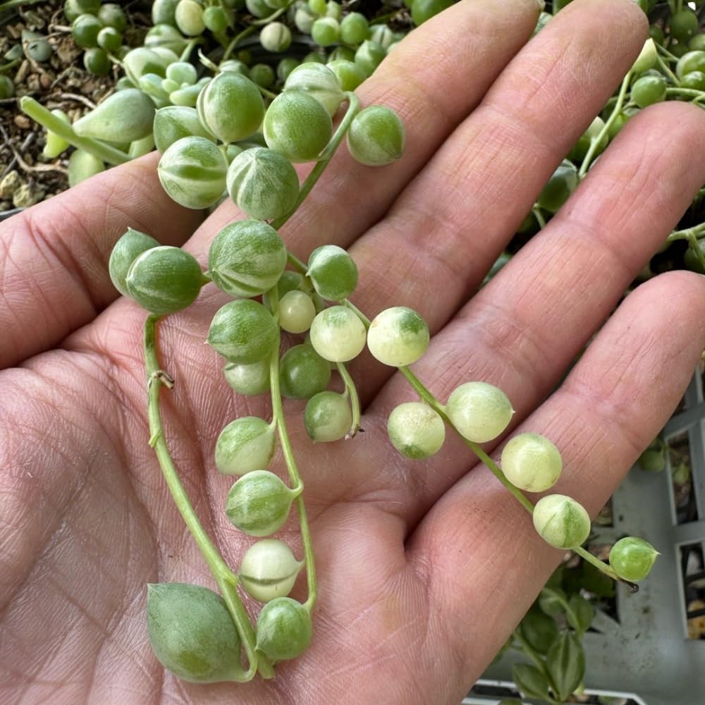 String Plant Live 4 Inch Pot, Rare Succulents Plants in Hanging Baskets, Trailing Succulent Houseplant for Home Office (Variegated String of Pearls)