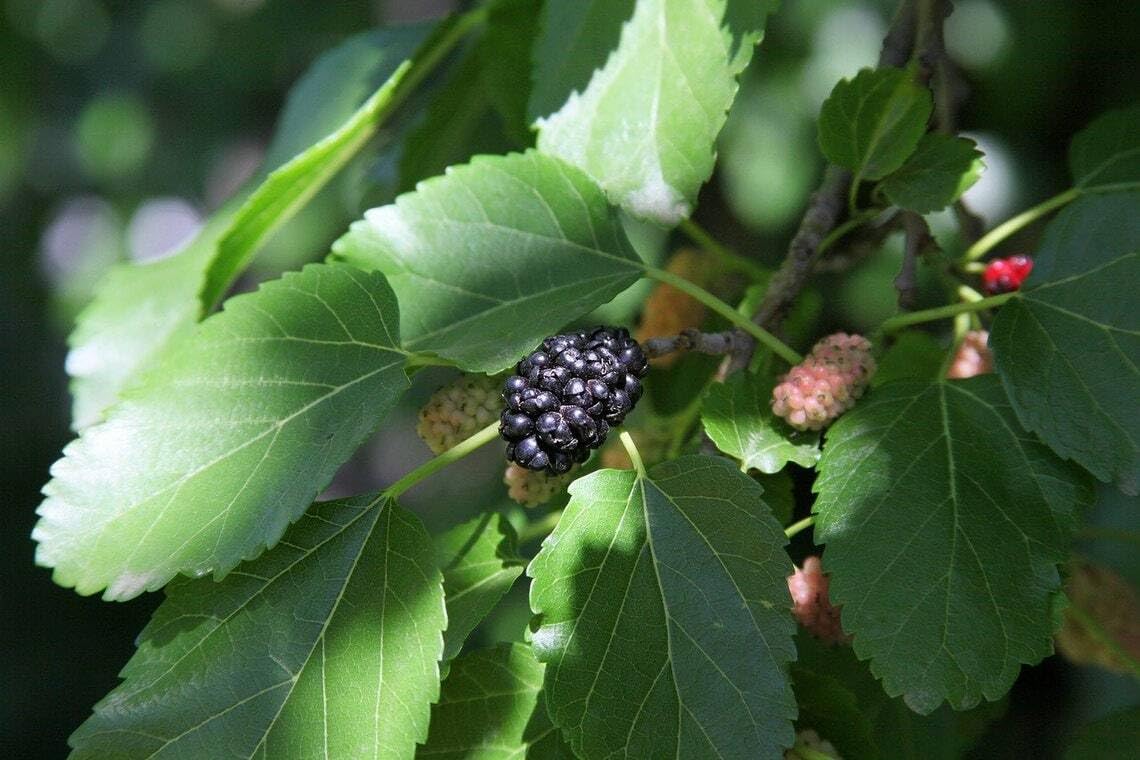 Live Plant - Red Mulberry Tree - 6-12" Tall - Live Fruit Plant - Bareroot Seedling