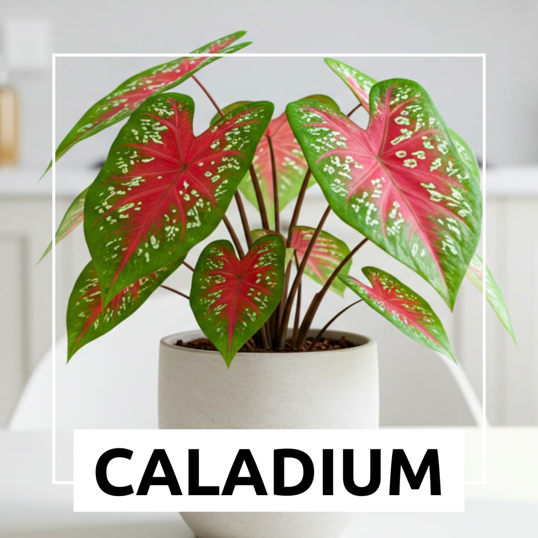 10 Florida Cardinal Caladium Bulbs for Planting - Perennial Hosta, Elephant Ears, Fancy (10 Bulbs)