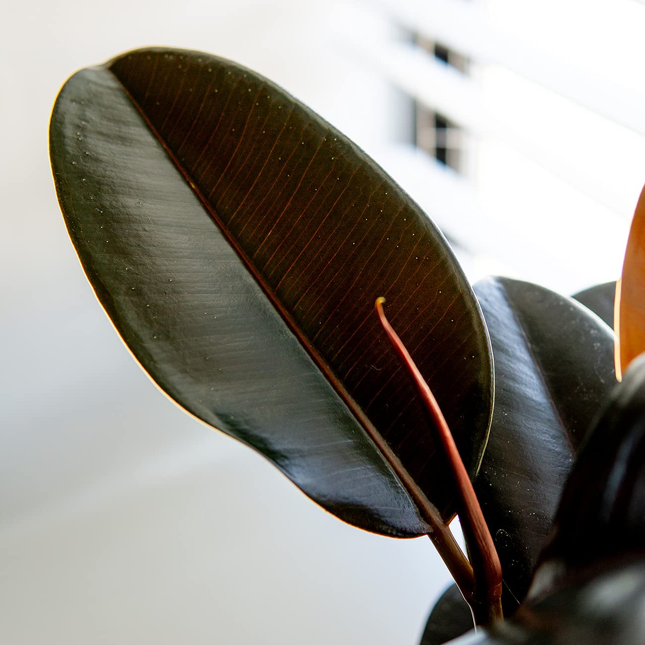 PERFECT PLANTS Rubber Plant Ficus Elastica 'Burgundy' with 6in.Midnight Blue Decor Pot, Live Indoor Houseplant Unique Home Décor
