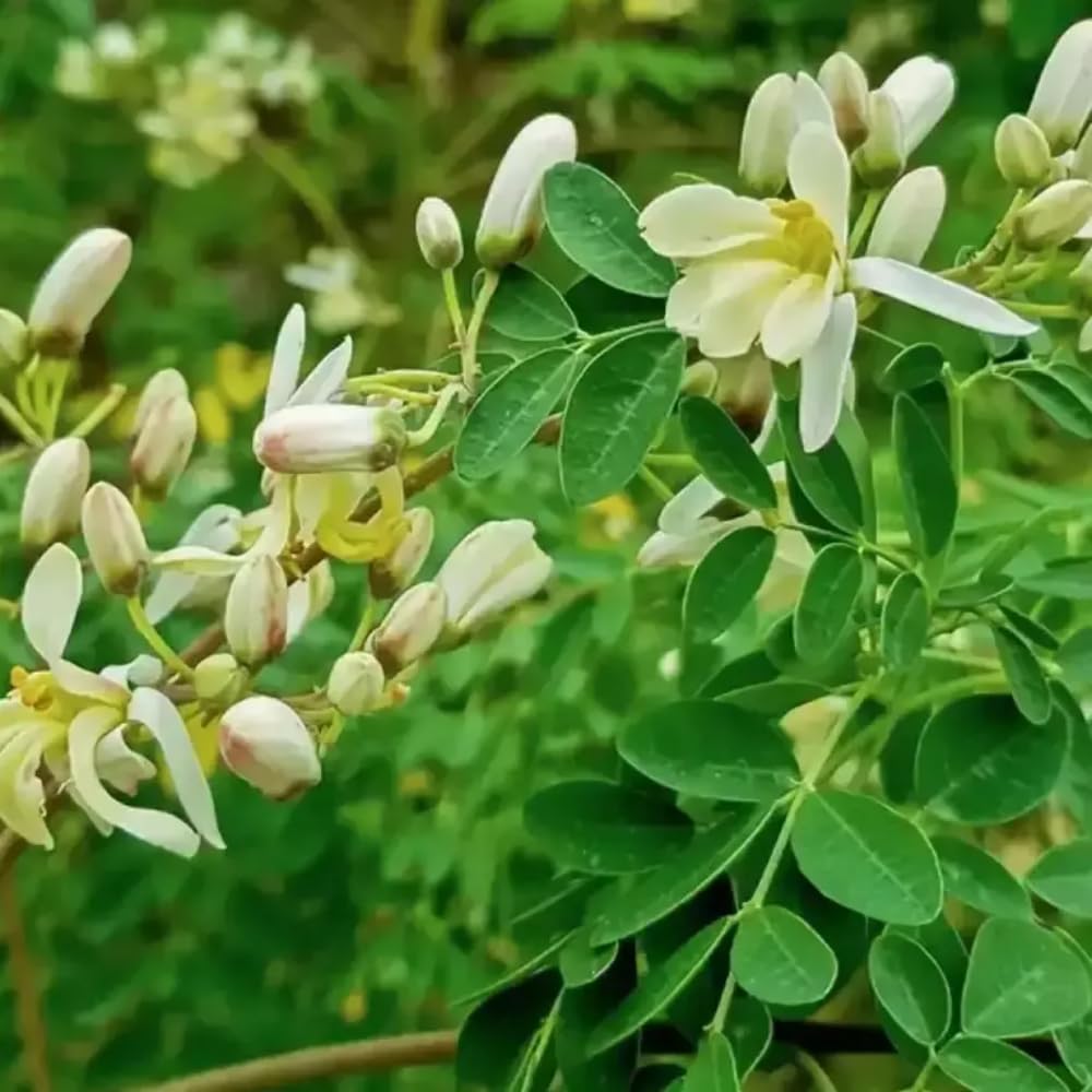 Dwarf Moringa Tree Plant Live, Moringa Oleifera Tree, Malunggay Plant Live for Planting, Drumstick Malunggay Live, in 4" Pot