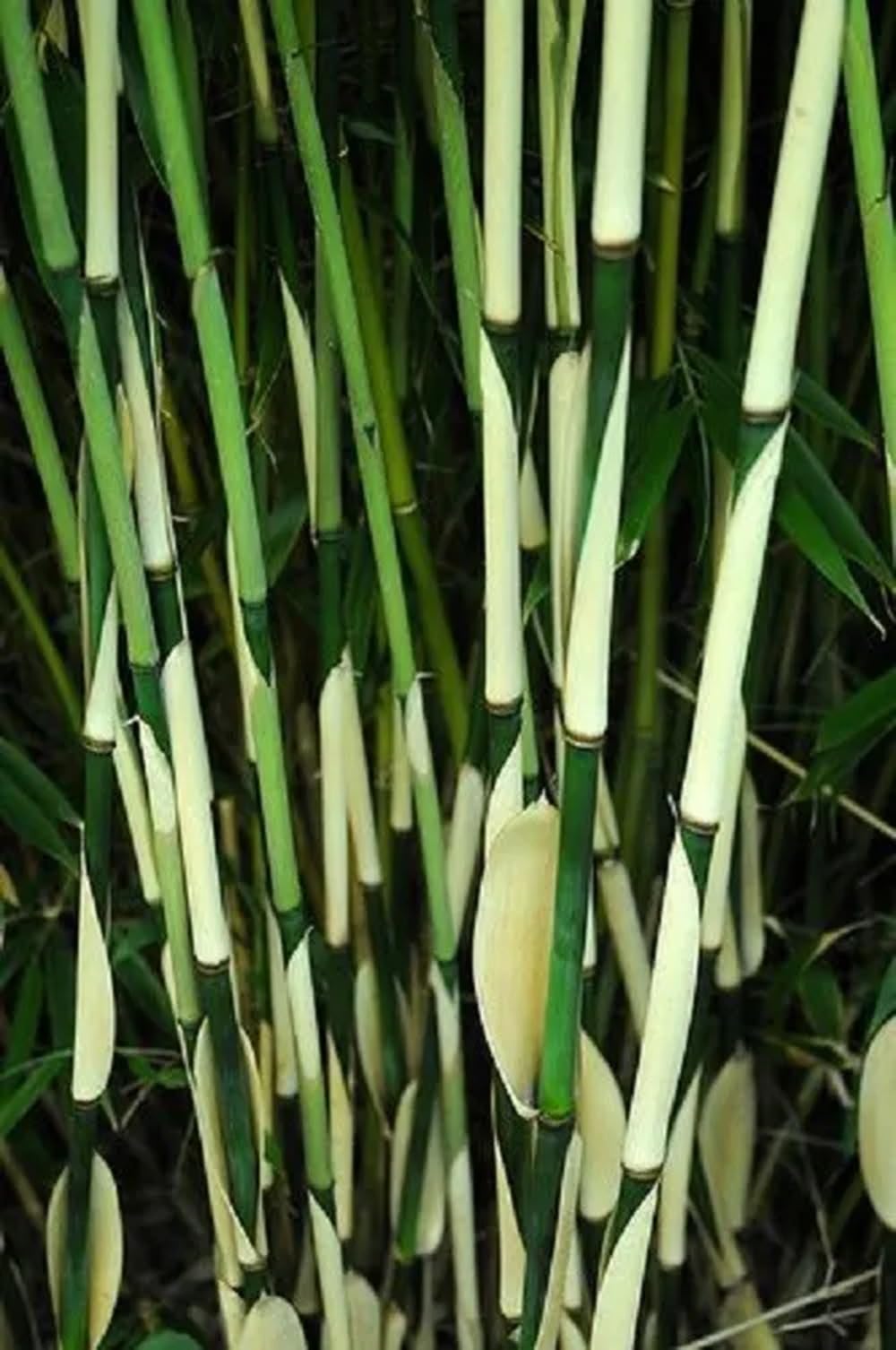 50 Fargesia Bamboo Seeds Perennial Ornamental Seed Privacy