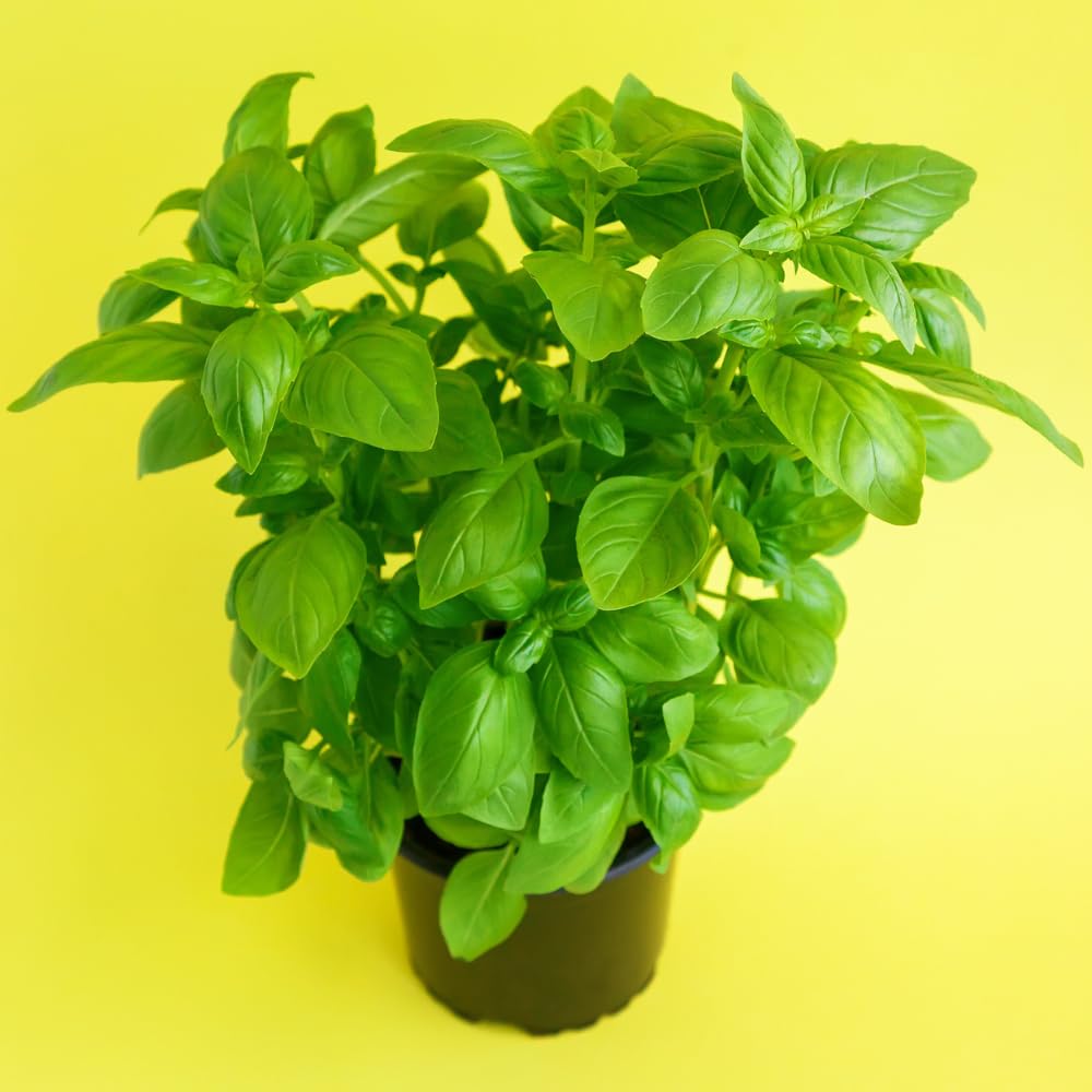 Sweet Basil Plant, 4-6" Basil Plants Live for Planting Outdoor Indoor Garden, Fragrant Herb Plants, 2 Plants Each 4" Pot