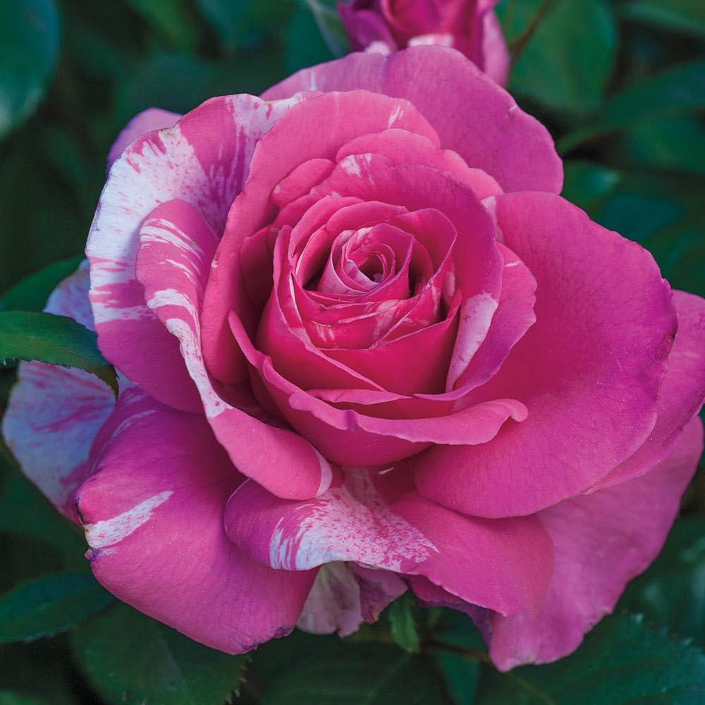 Heirloom Roses Grandiflora Rose Plant - Parade Day™ Fragrant Roses Live Plant