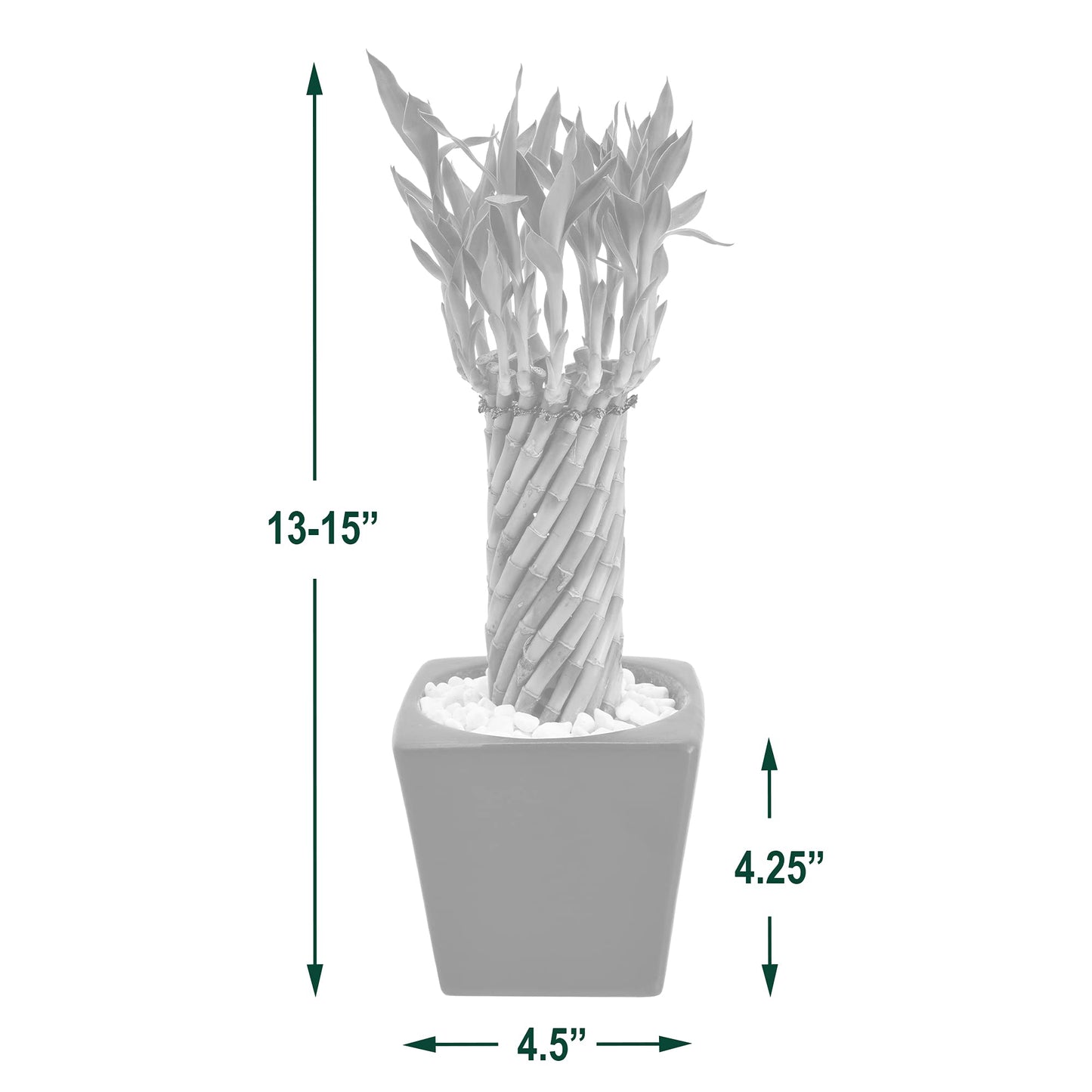 Arcadia Garden Products LV34 Tornado Lucky Bamboo, Live Indoor Plant in Carolina Square Ceramic Planter for Home, Work, or Gift, White