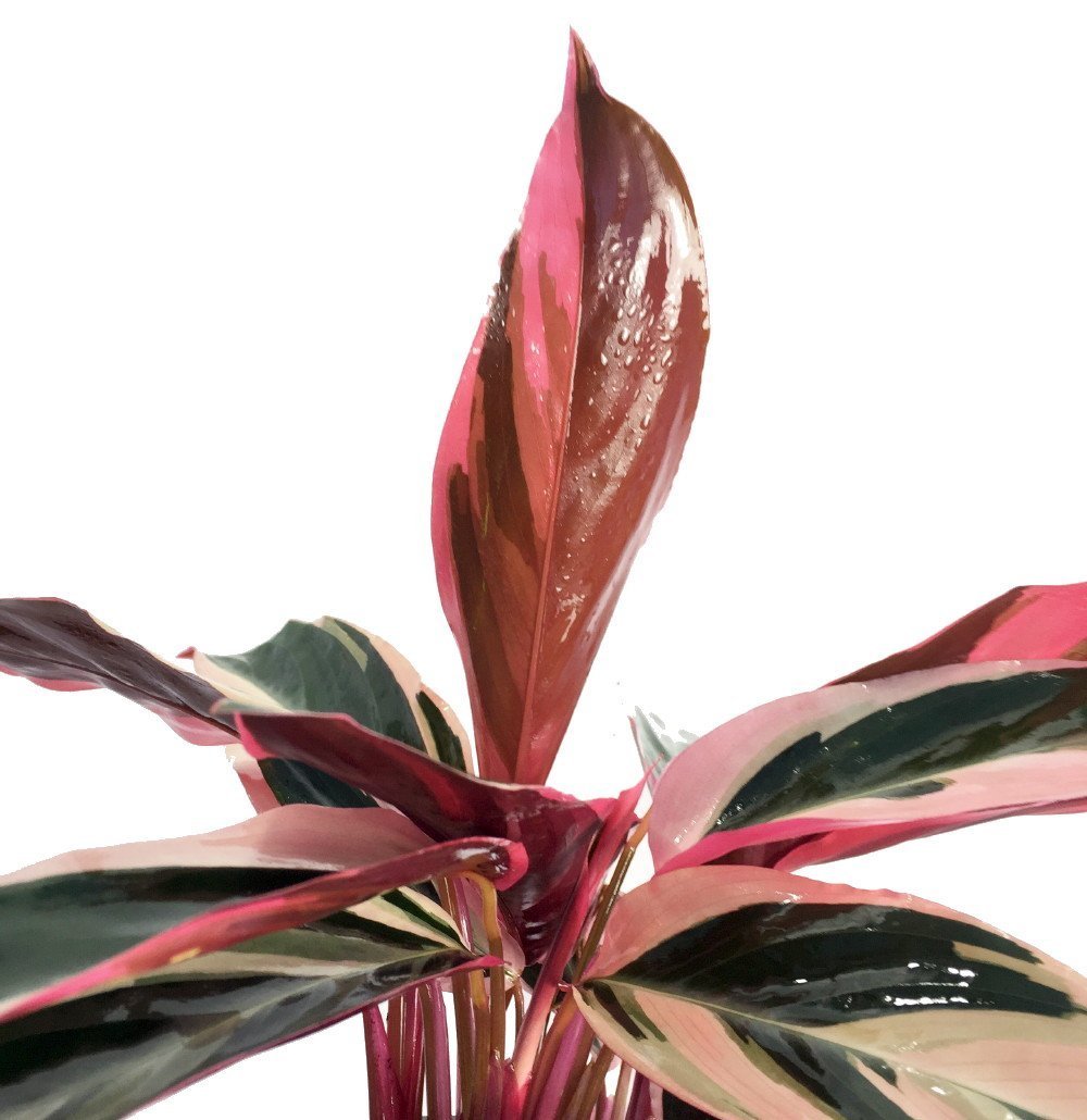 Tricolor Prayer Plant - Stromanthe triostar - 4" Pot - Live Plant