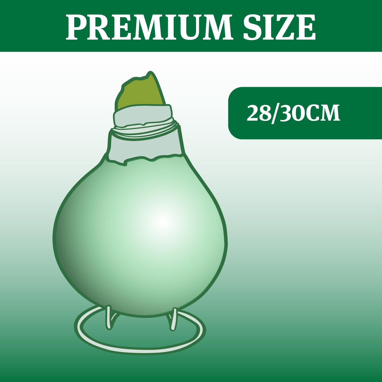 White Base Waxed Amaryllis Flower Bulb with Stand, No Water Needed