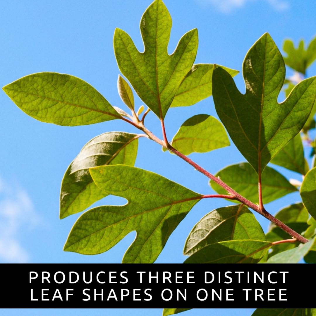 2 Live Sassafras Tree Plants for Growing (Sassafras albidum) – Hardy Native Deciduous Tree – Vibrant Fall Color – Ideal for Landscaping & Wildlife Gardens - Well Rooted Tree Seedlings