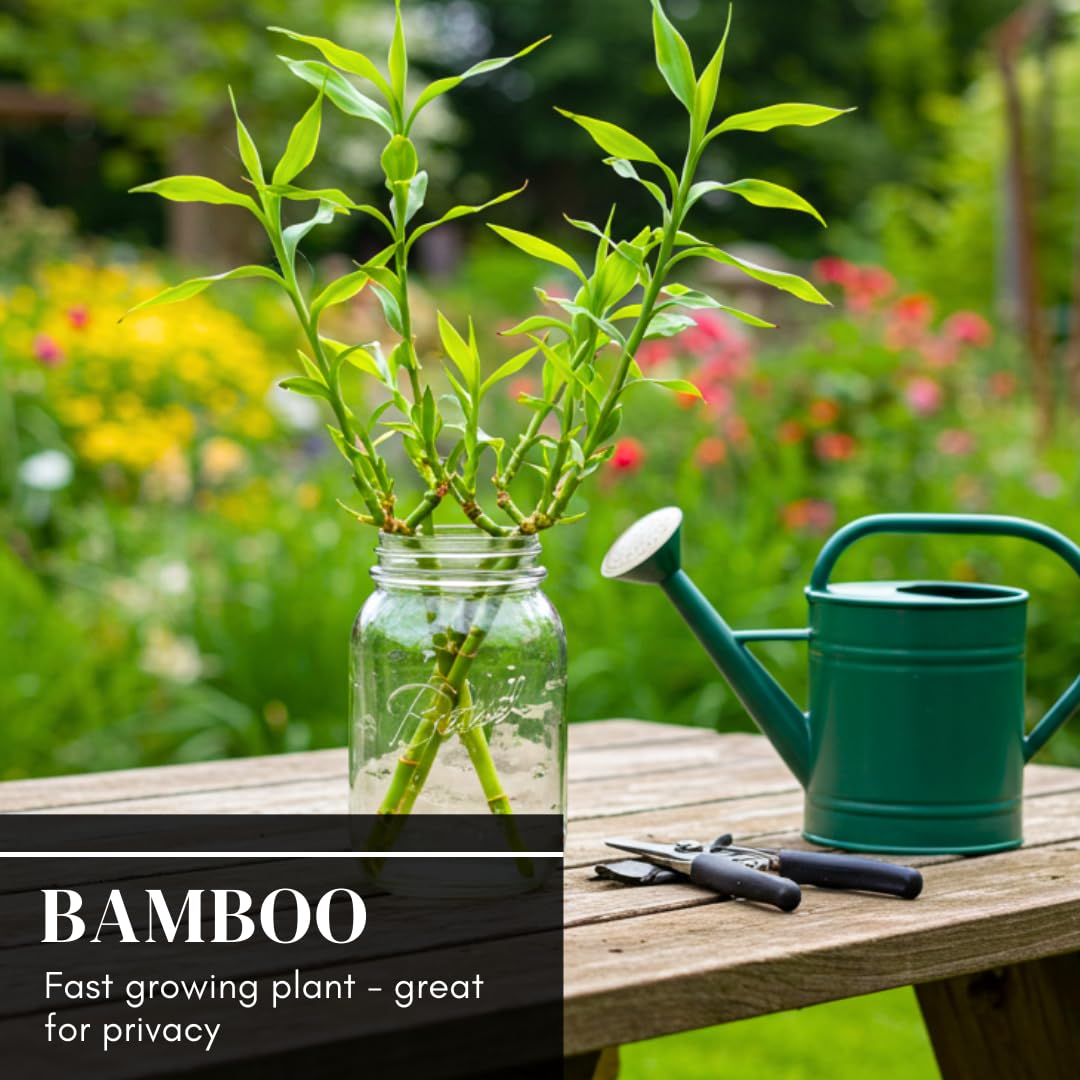 420 Giant Bamboo Seeds for Planting - Fast Growing Bamboo Ideal Privacy Screen, Windbreak, Garden Accent or Landscaping – Easy Planting - Striking Dark Stems