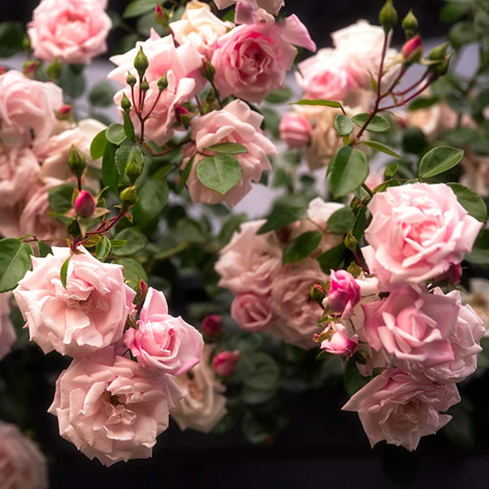 Heirloom Climbing Roses, Live Own Root Plant for Outdoor Garden, New Dawn™, Very Fragrant, Hardiness Zones 4-10, Repeat Blooming