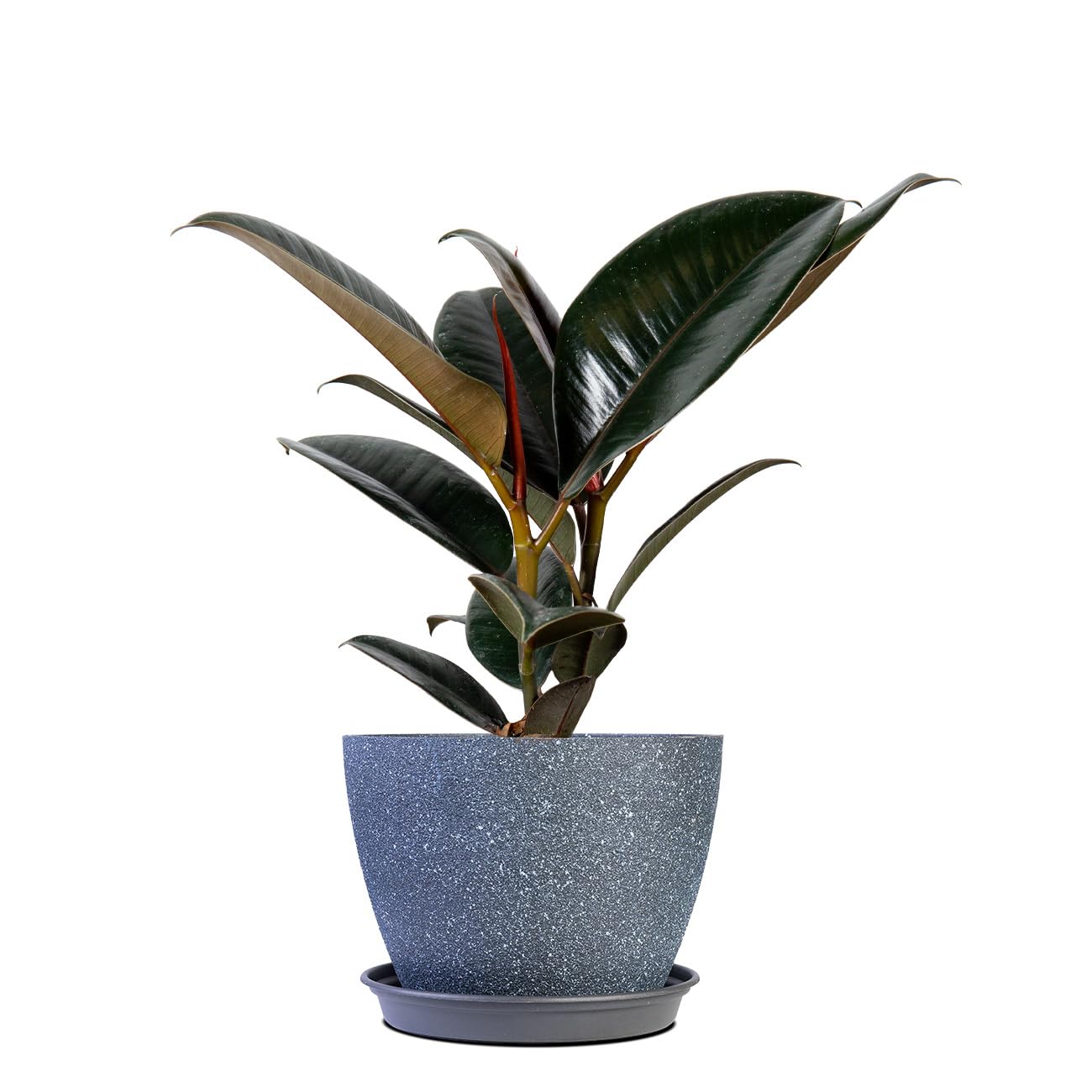 PERFECT PLANTS Rubber Plant Ficus Elastica 'Burgundy' with 6in.Midnight Blue Decor Pot, Live Indoor Houseplant Unique Home Décor
