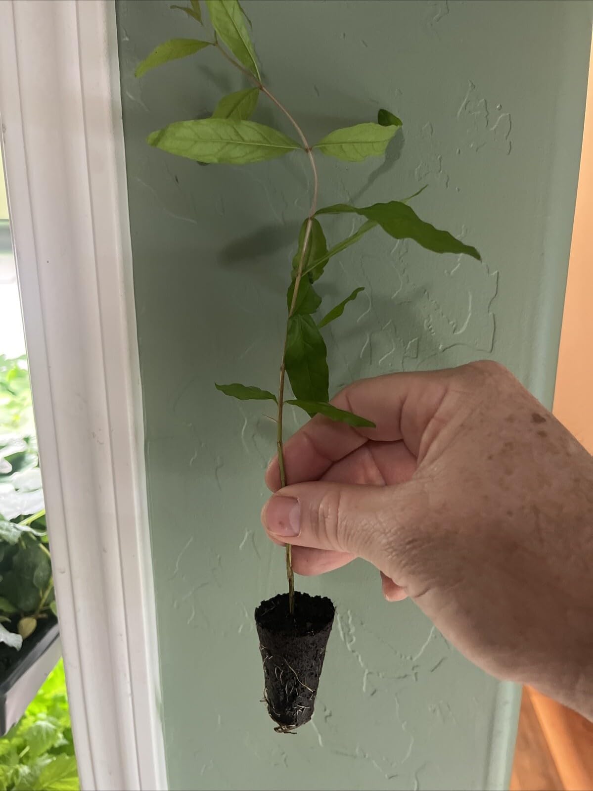Live Plant - Rare Azadi Pomegranate Tree – Sweet, Productive, & Easy to Grow!