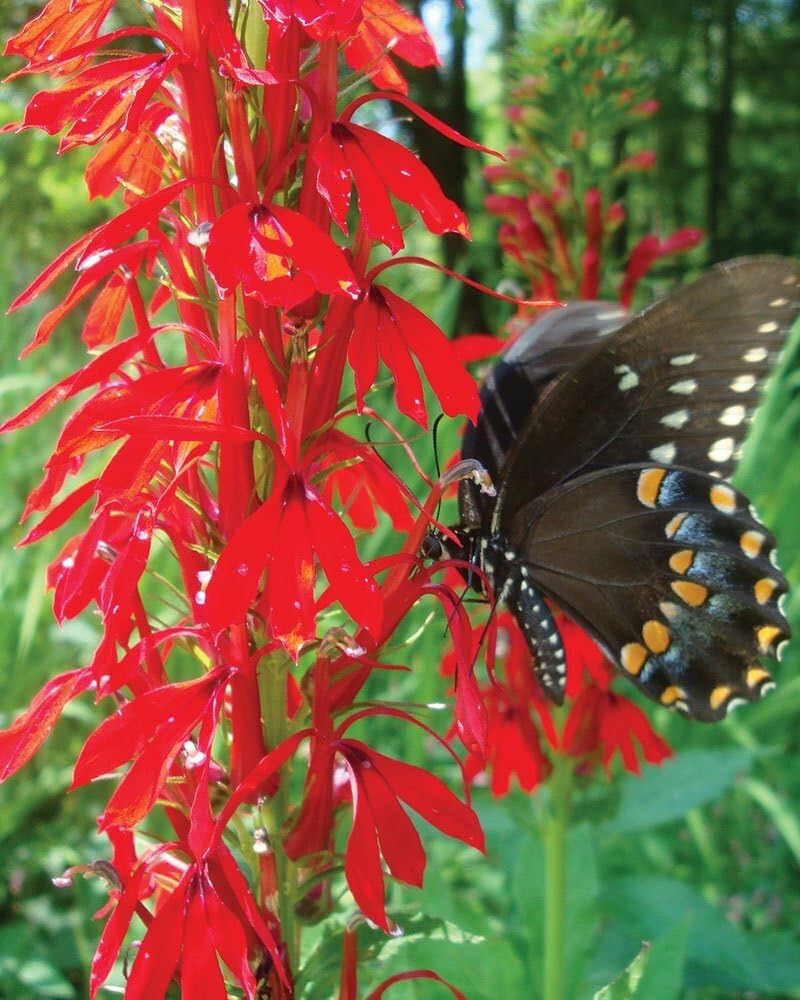 Live Plant - 5 Red Cardinal Flower Roots/Root Systems - (Lobelia cardinalis)