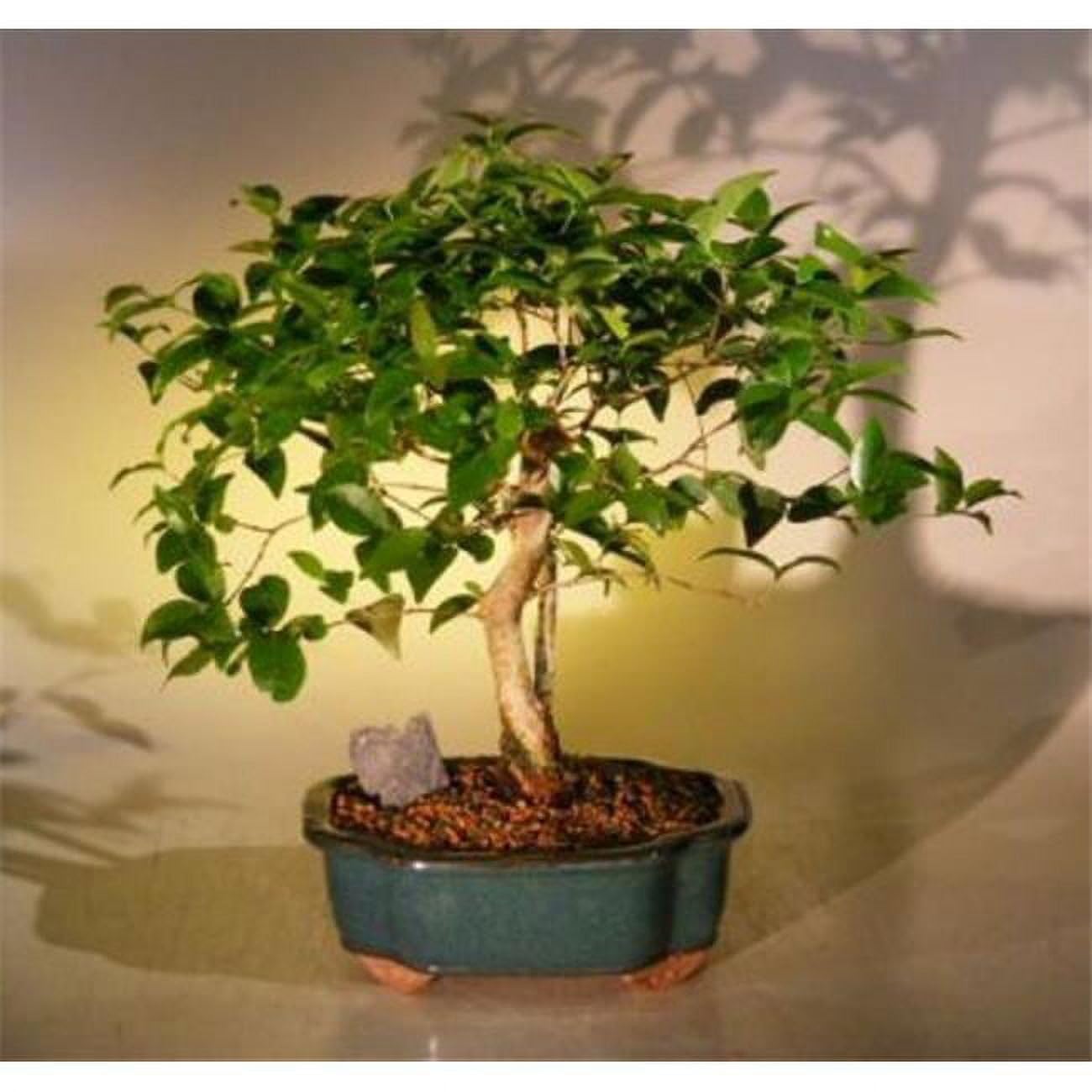 Eugenia Uniflora Flowering Surinam Cherry Bonsai Tree