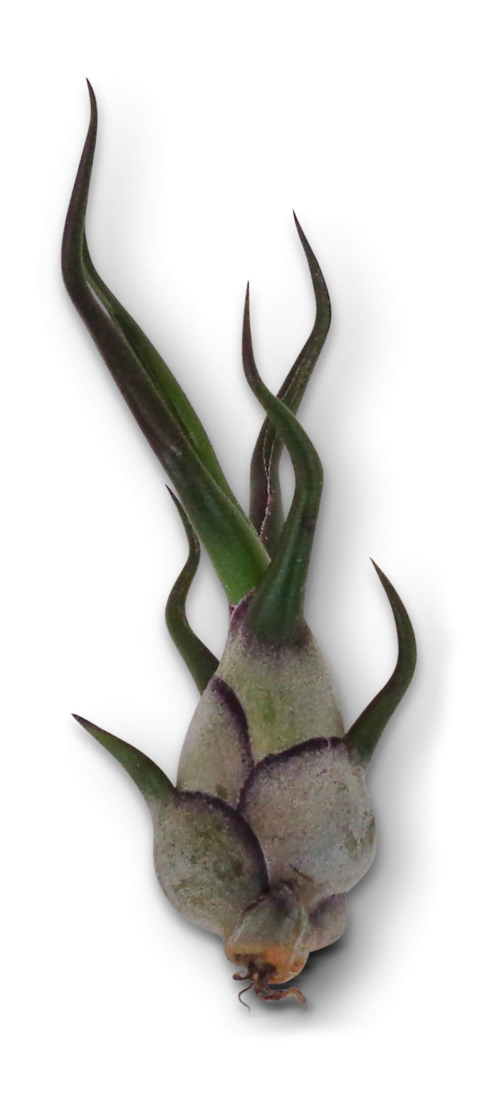 Air Plants Tillandsia Bulbosa 3 Pack by CTS Air Plants