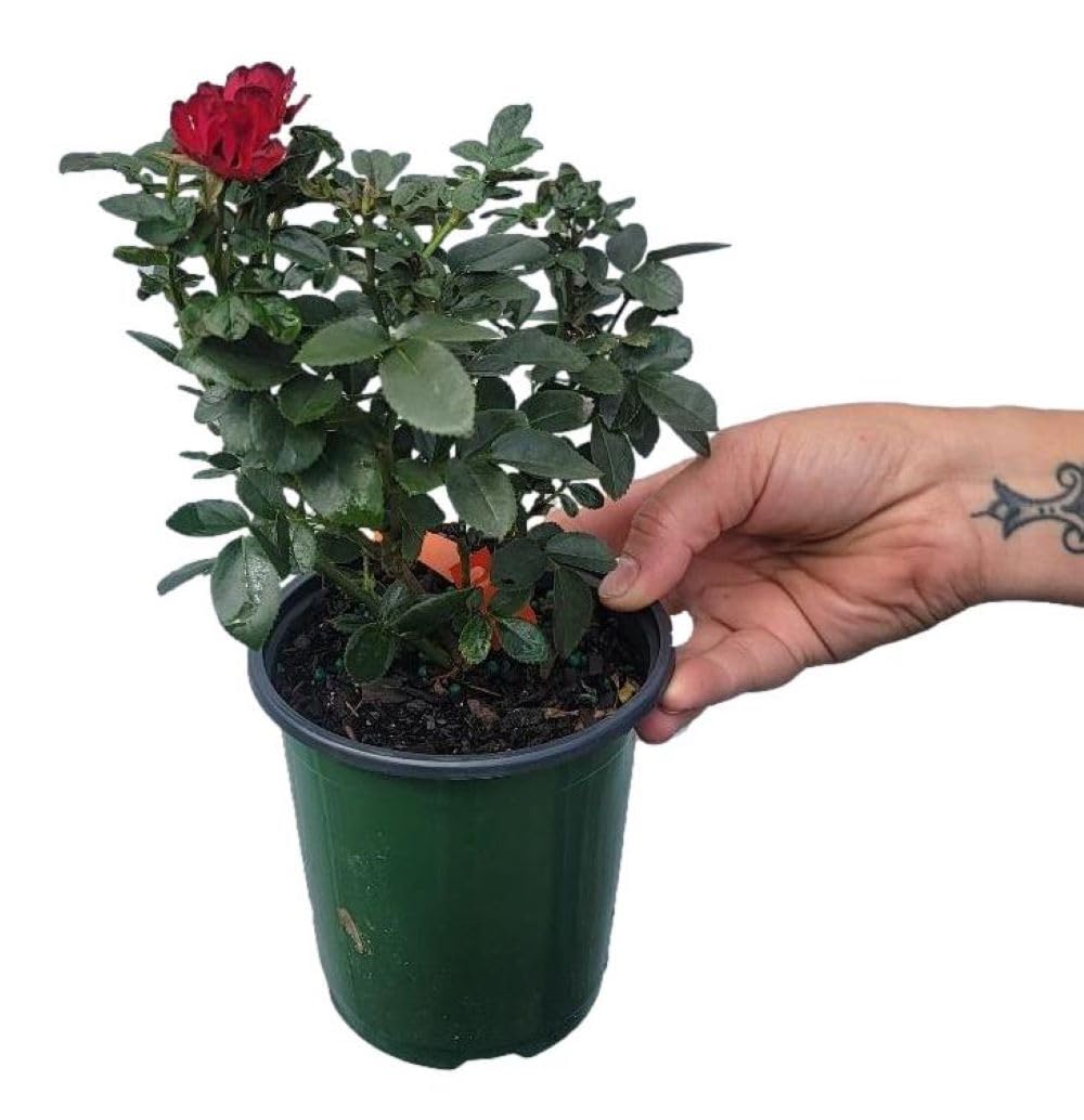 Petite Knock Out® Rose - Live Plant - (1 QT)