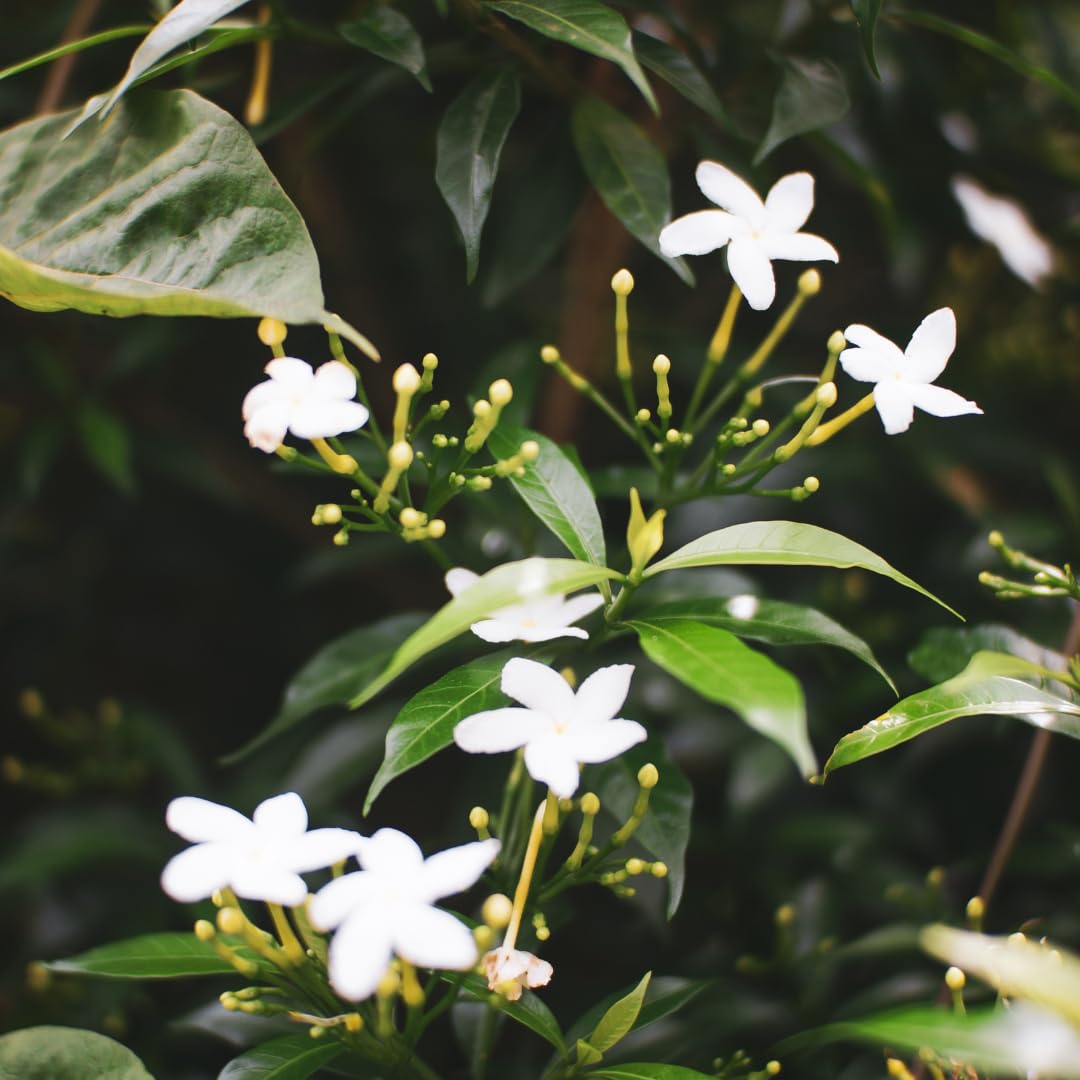 Live Star Jasmine Vine, Fragrant Flower Plant, 3 Inch Pot, Well Rooted for Indoor or Outdoor Growing