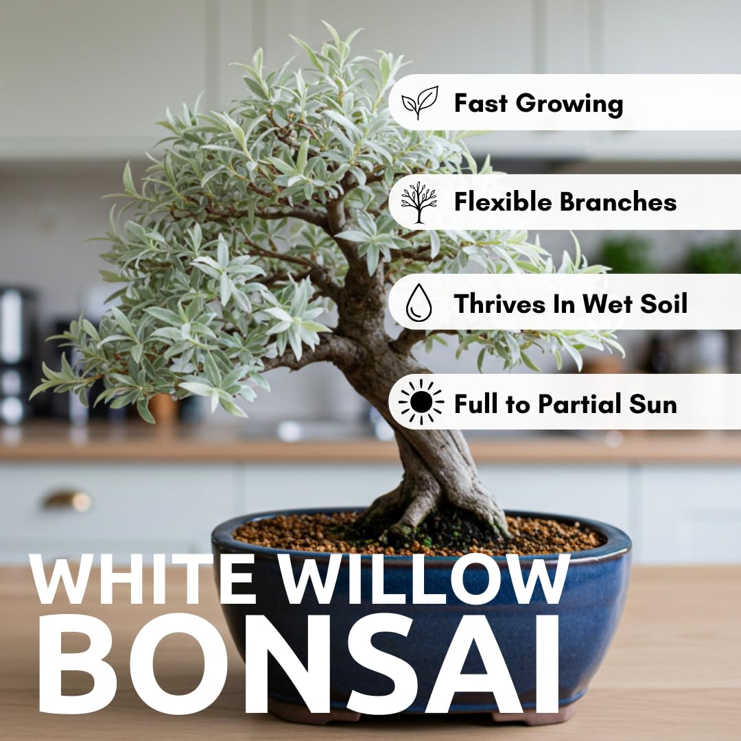 Live Dwarf White Willow Bonsai Tree - Stunning Silvery-Green Leaves - Fast Growing, Indoor/Outdoor Bonsai Material - Easy-to-Root & Bloom - Unique Zero Waste Living Gift for Plant Lovers