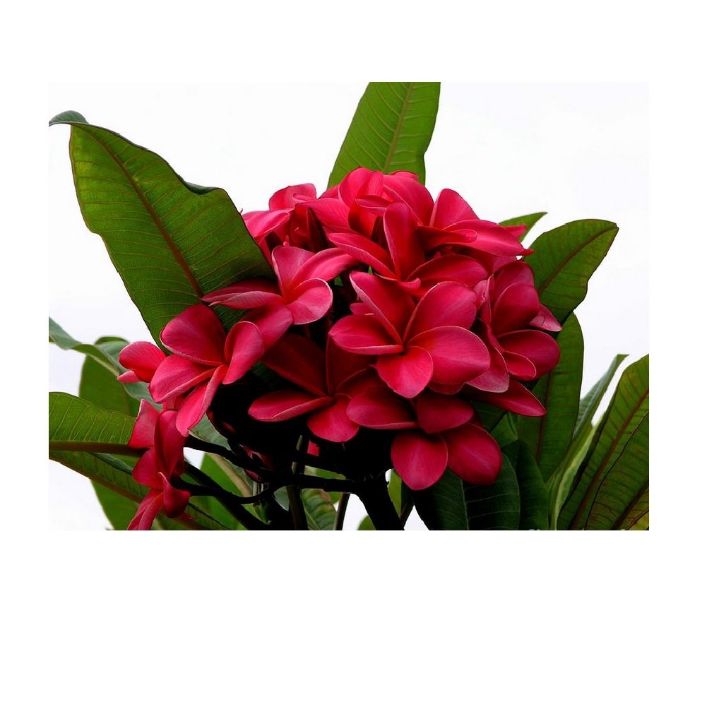 2 Hawaiian Red Plumeria Cuttings Grown in Hawaii