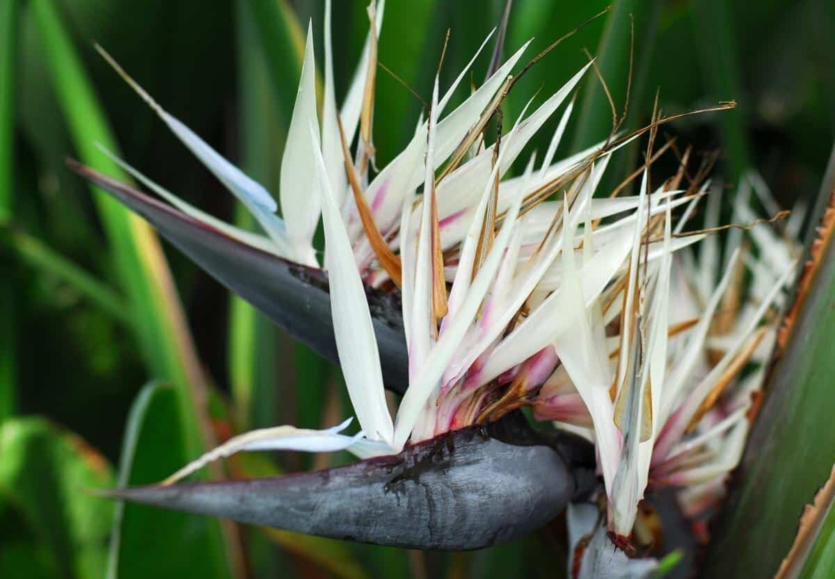 Live Plant - Giant Whitebird of Paradisestrelitzia Nicholairooted Plant10-12 Inches Tall
