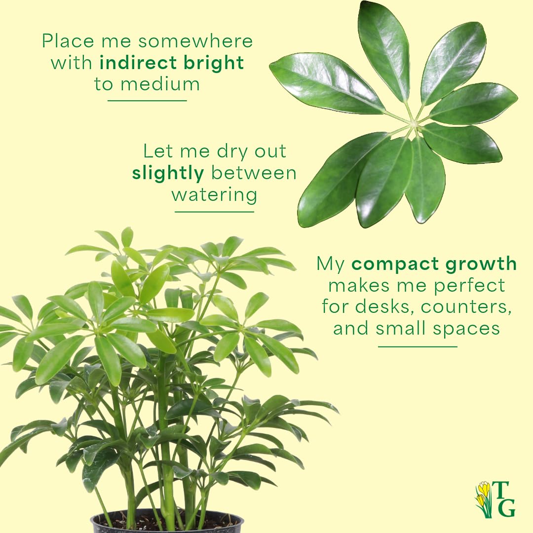 Thorsen's Greenhouse Live Arboricola Umbrella Tree Plant, Schefflera Arboricola, Natural Air Purifier, Easy to Grow, Live Indoor Houseplant, 6-inch Diameter (Sage (6" Pot))