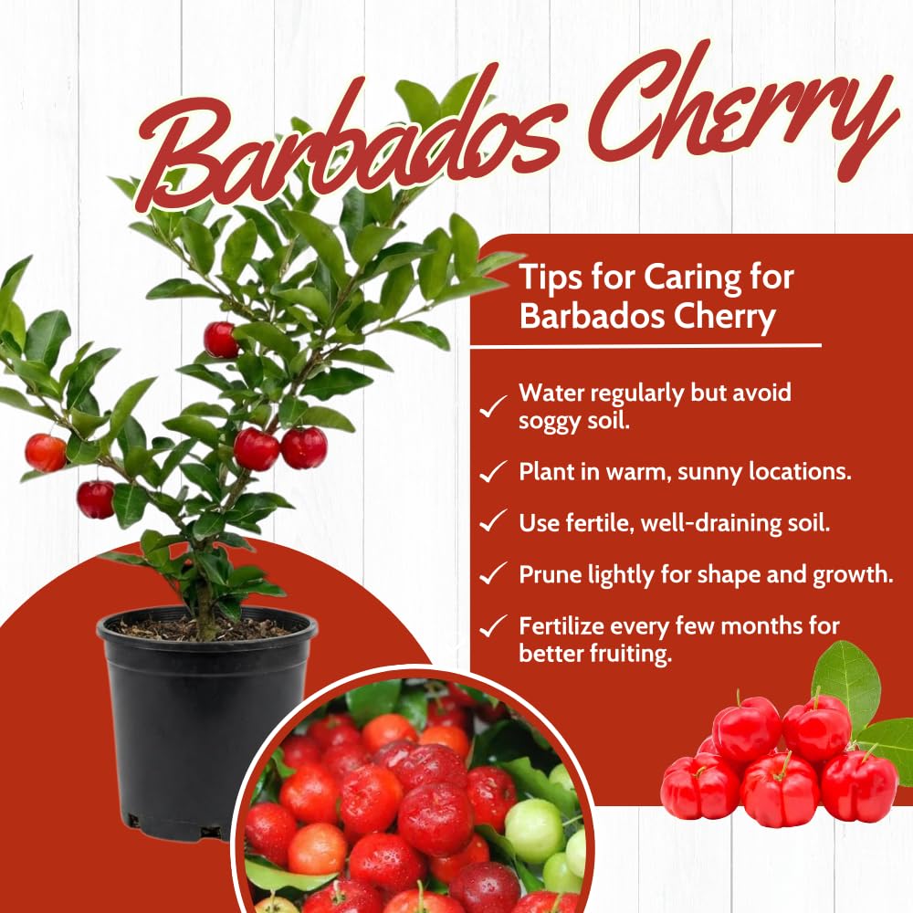 Cherry Plant Live 4-8 Inch, Edible, Sweet, High Yielding Fruit Tree, Container and Garden Planting, No Pot (Barbados Cherry)