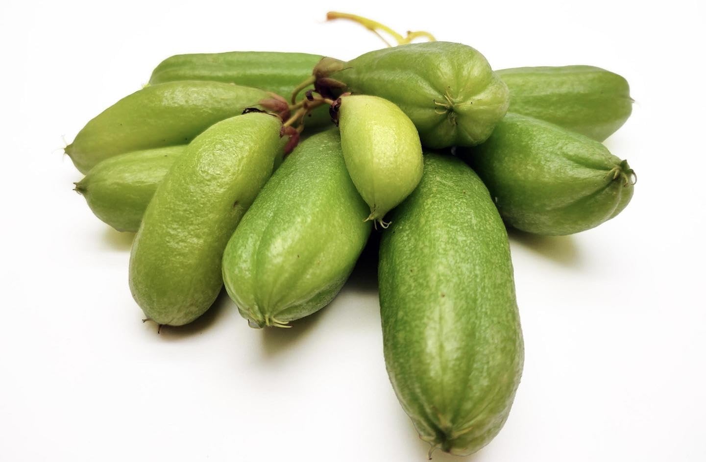 Big Averrhoa Bilimbi (Cucumber Tree) Bilimbi Tropical Live Fruit Tree(2-3ft)