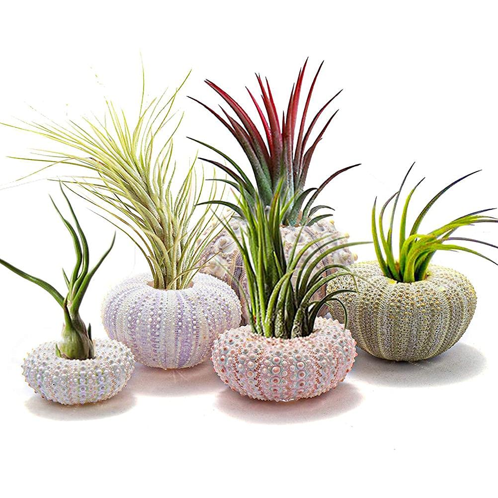 shenruifa 5PCS Air Plants Holder, Mini Sea Urchin Shell Hanging Pot Decorative Cute Succulent Display Container with Rustic Ropes for Home Garden Wall Decor