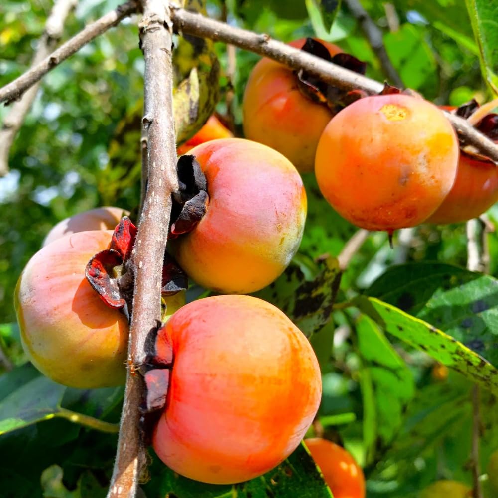 2 Bare Root American Persimmon Trees Live Plants, Dormant Seedlings 1-2 Feet Tall, Cold Hardy Fruit Trees for Planting, Zones 4-9